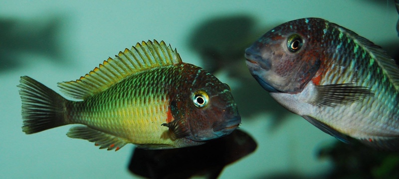 Tropheus moorii 'Musanga'
